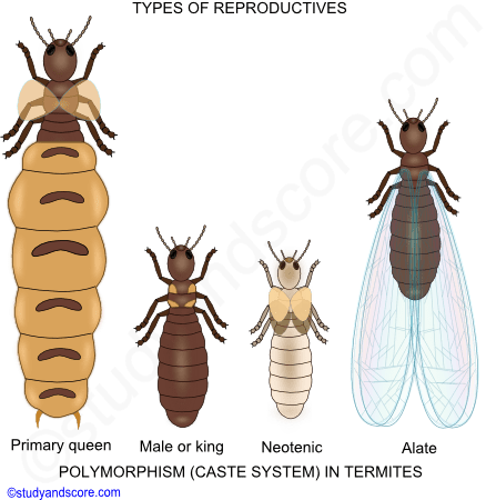 Social behaviour in Insects, Social behaviour in honey bee, Social behaviour in white ants, social insects bees, social insects termites, polymorphism